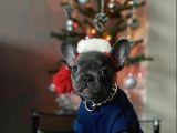 Blue Sevdiğimiz Doğrudur French Bulldog