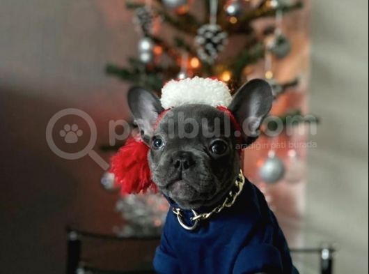 Blue Sevdiğimiz Doğrudur French Bulldog görsel