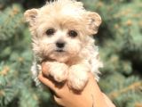 Dizayn Irk Teacup Morkie