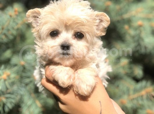 Dizayn Irk Teacup Morkie görsel