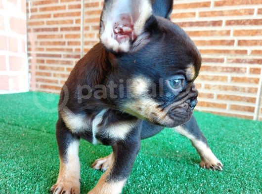 Safkan French Bulldog Black Tan Erkek Yavrumuz