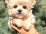 Dizayn Irk Teacup Morkie