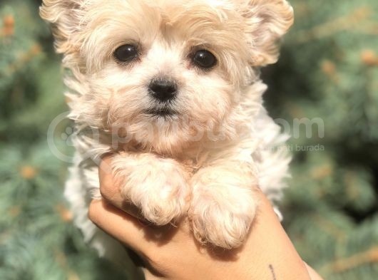 Dizayn Irk Teacup Morkie