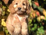 Tr en Özel Maltıpoo Yavrularımız