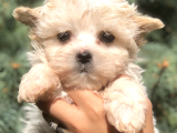 Babyface Teacup Morkie