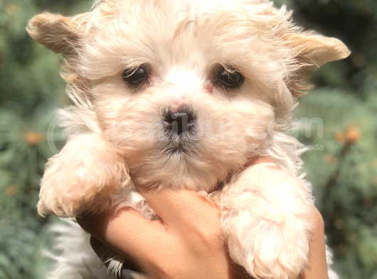 Babyface Teacup Morkie