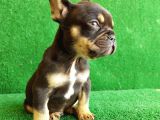 Safkan French Bulldog Black Tan Erkek Yavrumuz