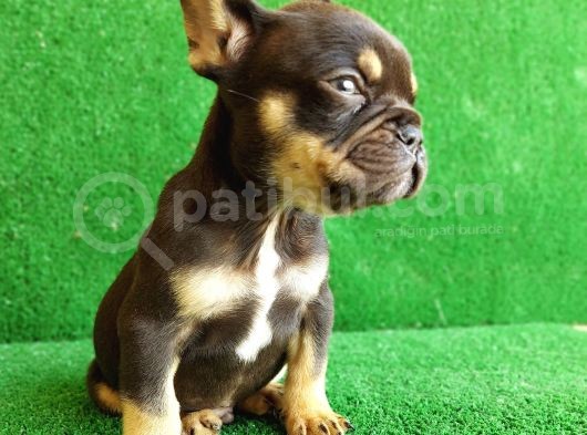 Safkan French Bulldog Black Tan Erkek Yavrumuz görsel