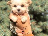 Teacup Morkie Yavrularımız