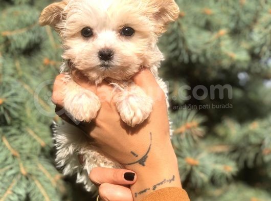Teacup Morkie Yavrularımız görsel