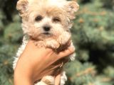 Dizayn Irk Teacup Morkie