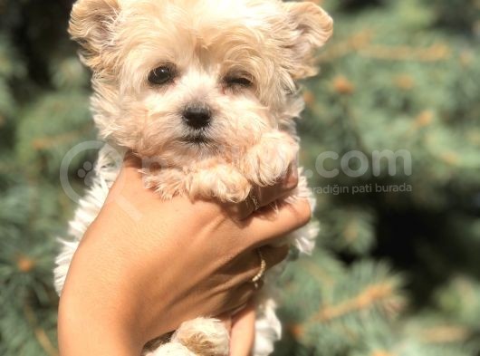 Dizayn Irk Teacup Morkie görsel