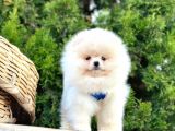 Ayicik Surat Teacup Pomeranian Bebekler