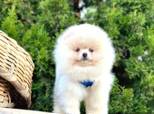 Ayicik Surat Teacup Pomeranian Bebekler görsel