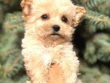 Cep Herkülü Teacup Morkie
