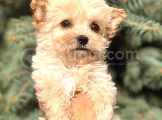Cep Herkülü Teacup Morkie görsel