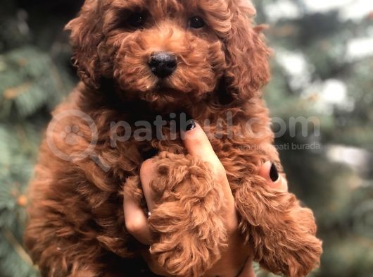 Orjinal Red Brown Toy Poodle görsel