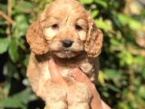 Tr En Özel Maltıpoo Yavrularımız
