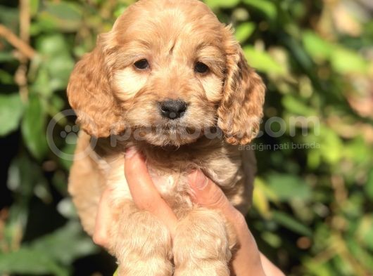 Tr En Özel Maltıpoo Yavrularımız görsel