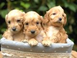 Orjinal Maltıpoo