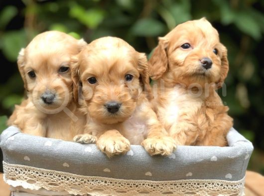 Orjinal Maltıpoo görsel