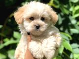 Baby Face Maltıpoo