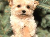 Cep Herkülü Teacup Morkie