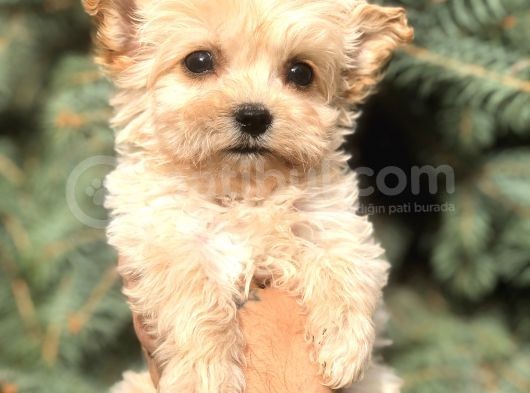 Cep Herkülü Teacup Morkie görsel