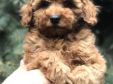 Tedyface Red Toy Poodle