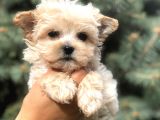 Tr Nin En Özel Morkie Yavruları