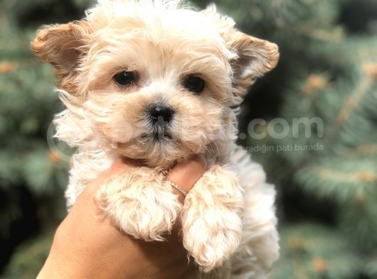 Tr Nin En Özel Morkie Yavruları görsel