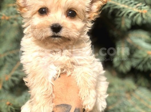 Cep Herkülü Teacup Morkie