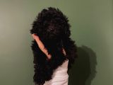 Sağlık Ve Ömür Boyu Irk Garantili Poodle Yavrularımız