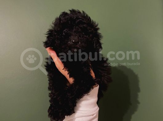 Sağlık Ve Ömür Boyu Irk Garantili Poodle Yavrularımız görsel