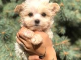 Teacup Morkie Yavrularımız