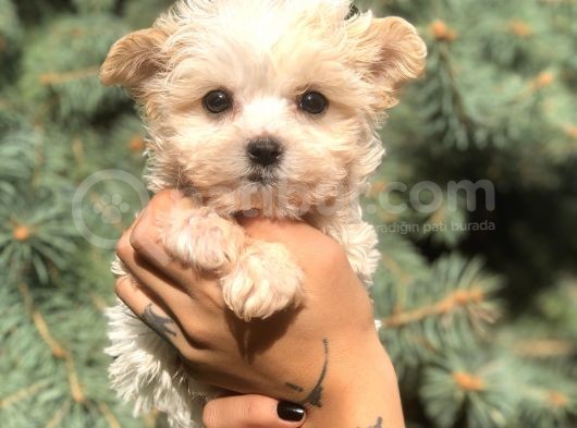Teacup Morkie Yavrularımız