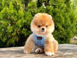 Safkan Pomerani̇an Boo Yavrularimiz
