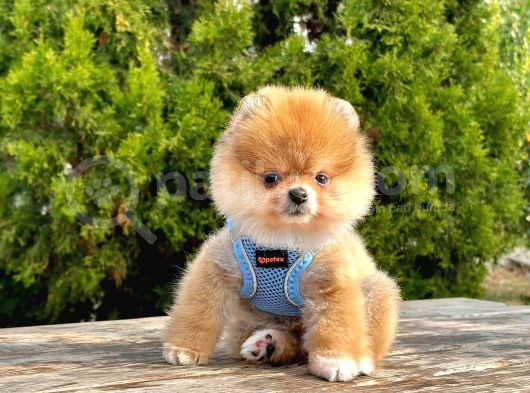 Safkan Pomerani̇an Boo Yavrularimiz