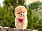 Safkan Pomerani̇an Boo Yavrularimiz