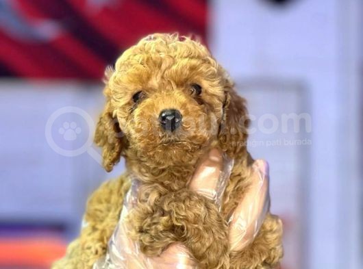 Orji̇nal Toy Poddle görsel