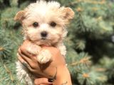 Teacup Morkie Yavrularımız