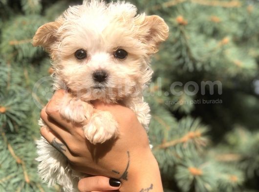 Teacup Morkie Yavrularımız görsel