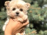 Dizayn Irk Teacup Morkie