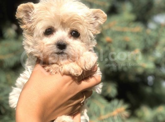 Dizayn Irk Teacup Morkie görsel