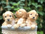 Orjinal Maltıpoo