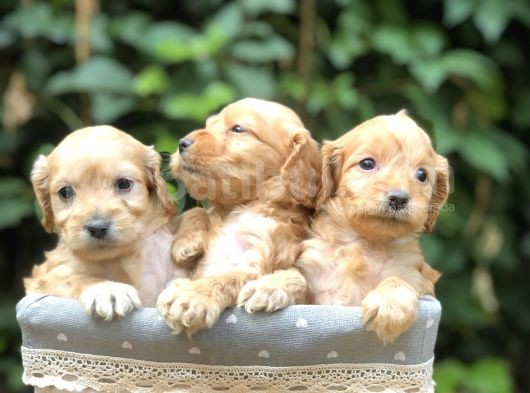 Orjinal Maltıpoo