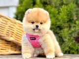 Ayicik Surat Teacup Pomeranian Bebekler
