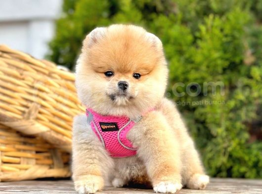 Ayicik Surat Teacup Pomeranian Bebekler