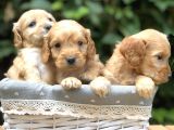 Orjinal Maltıpoo