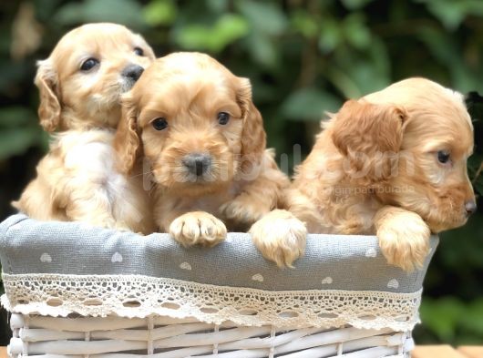 Orjinal Maltıpoo görsel
